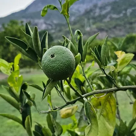 Maki Cirali 3* Kemer